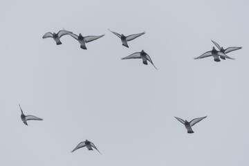 Doves fly in the sky in a flock.