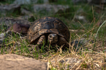 greek tortoise Testudo graeca in the wild