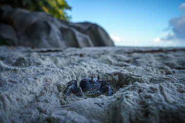 round eyed ghost crab on anse georgette on praslin on the seychelles