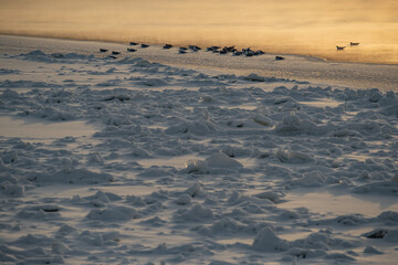 Birds on the edge of the ice covering the river on a clear frosty evening, steam on the river, orange glare during sunset