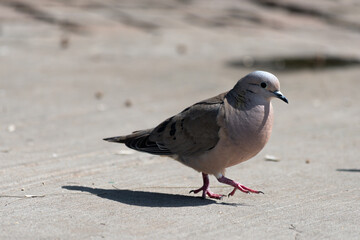 Small pigeon on the ground of a street in the city