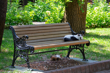 Sleeping cats on and under a bench in the park