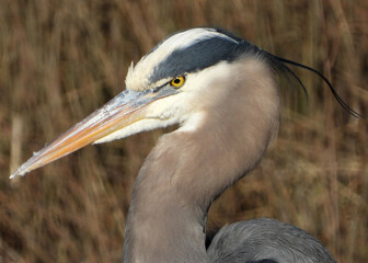 Great Blue Heron portrait in the sun