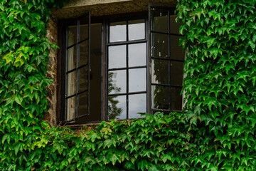 Fototapeta na wymiar A lovely house overgrown completely with a wall of ivy, near Honiton in Devon