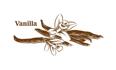 Vanilla graphic vector