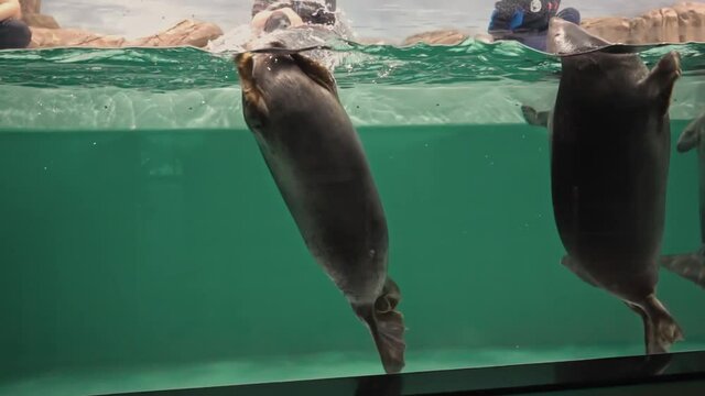 Feeding Baikal seals(Pusa&nbsp;sibirica)  in the aquarium