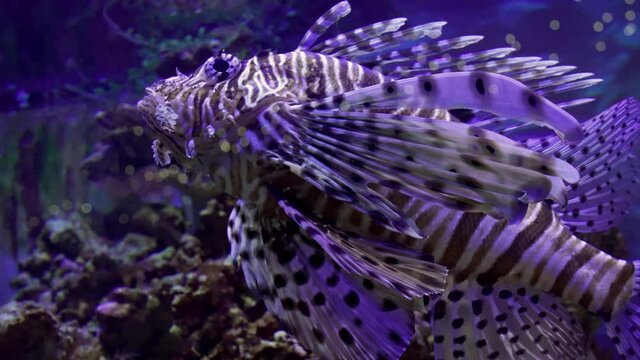 Pterois volitans or firefish in all its beauty