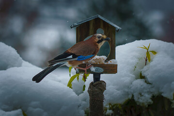 gros plan d'un geai des ch&ecirc;nes est pos&eacute; sur le bord d'une petite mangeoire &agrave; oiseaux en bois et picore des graines en hiver dans un paysage enneig&eacute;