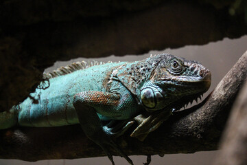 iguana on a tree