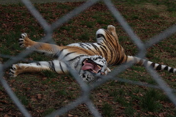 tiger in the zoo
