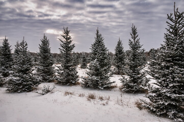 winter landscape with snow