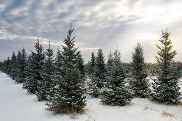 snow covered trees in a row 