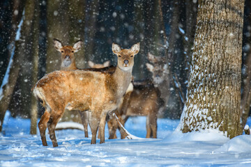 Female Roe deer in the winter forest. Animal in natural habitat