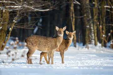 Naklejka na ściany i meble Female roe deer in the winter forest. Animal in natural habitat