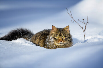 Cat walking in the snow in winter