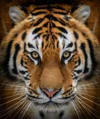 Naklejka premium Close up view portrait of a Siberian tiger