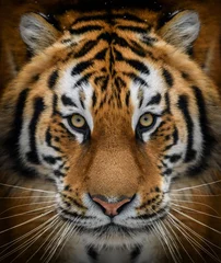 Poster Close-up portret van een Siberische tijger © byrdyak