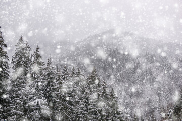 Winter fir and pine forest covered with snow after strong snowfall