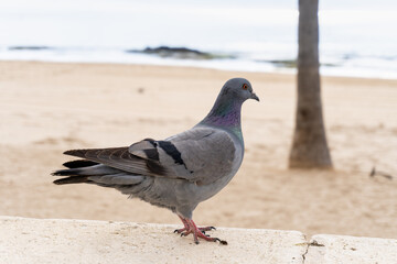 Close-up of a pigeon with the beach in the background. 