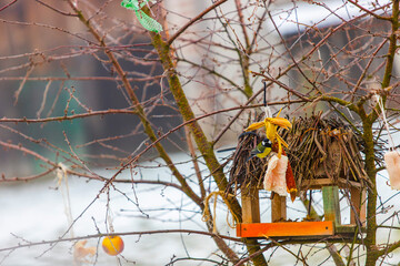 zwierzęta kolorowe ptaki jedzą dokarmianie © Tymoteusz