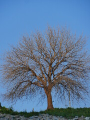 tree in the field