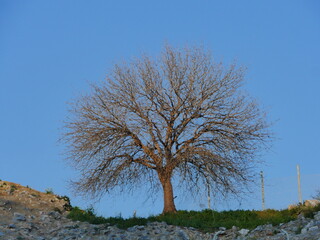 tree in the field