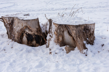 Two stumps from cut trees.