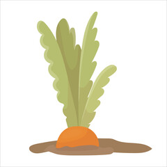 Carrots in the garden. Harvesting. Growing carrots. Foods in a cartoon style. Vector illustration isolated on white background.