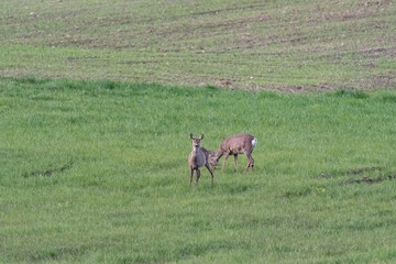 Naklejka na ściany i meble Roe deer on a spring meadow. Wild animals grazing on green grass.