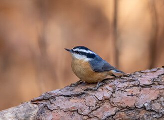 Red-breasted Nuthatch  © Matthew Jolley 