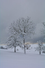 Winter landscape with trees and deep snow