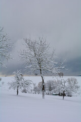 Wintertime  - A Landscape with Trees and deep snow