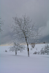 Fototapeta na wymiar Landscape with Trees and deep snow