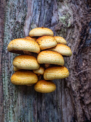 Honey fungus, family Armillaria mushroomon trunk  in a forest