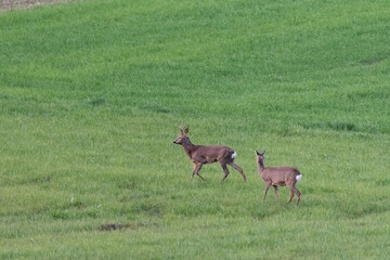 Roe deer on a spring meadow. Wild animals grazing on green grass.