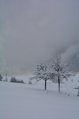 Obraz na płótnie Canvas Wintertime - Trees and deep snow