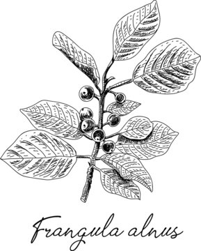 rangula alnus -  Alder buckthorn. Sketchy hand-drawn vector illustration.