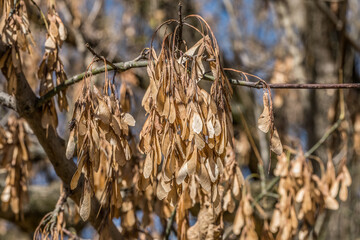 Boxelder maple seeds on the tree