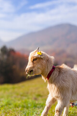 Junge Ziege vor herbstlicher Berglandschaft. Young goat in front of an autumn mountain landscape.