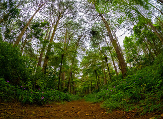 View of the forest at Plaine Sophie Nature Park located near Mare aux Vacoas, Mauritius