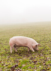 Happy domestic pig free range. Pig on a meadow in the fog.
Schwein in der Wiese im dichten Nebel....