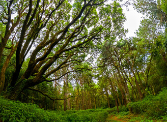 View of the forest at Plaine Sophie Nature Park located near Mare aux Vacoas, Mauritius