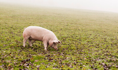 Schwein in der Wiese im dichten Nebel. Glückliches Hausschwein freilaufend.
Happy domestic pig...