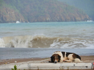 dog in the sea