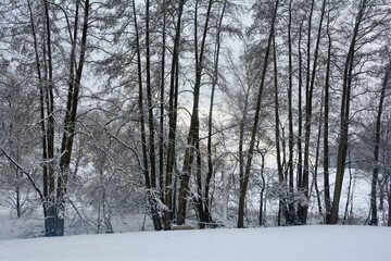Trees in winter with snow