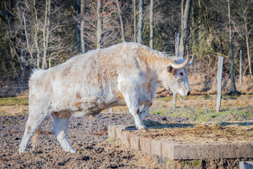 Heavy white bull walking go up a step in the farm