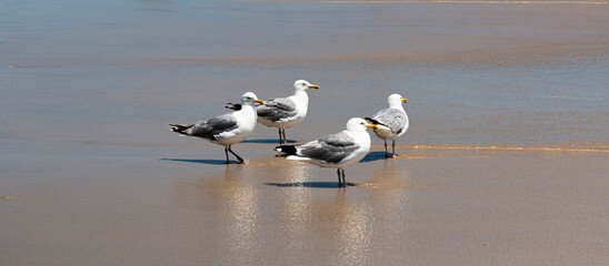 Four seagulls standing at the waters edge on the beach