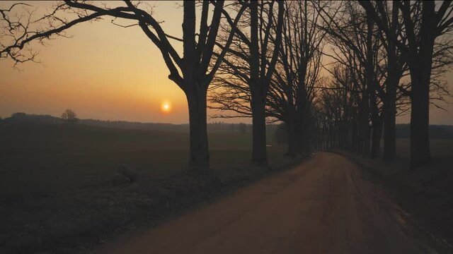 Walk along the mystical oak alley by the field against the backdrop of sunset in spring. Outlines of large oak trees by the road between the trees. Gauja National Park. Latvia