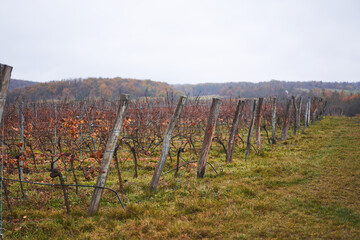 Landscape picture of the harvested vineyard in the southern moravia region in Czech republic close to city Znojmo taken in late autumn in the raining cold day. Nice countryside to spend holiday there.