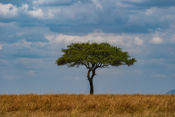 single tree on a grass land 